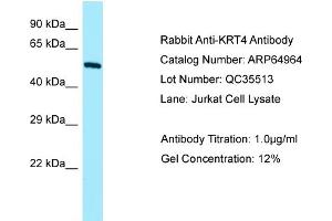 Western Blotting (WB) image for anti-Keratin 4 (KRT4) (N-Term) antibody (ABIN2790009) (KRT4 anticorps  (N-Term))