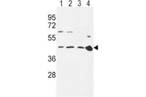 CCR7 antibody western blot analysis in 293 (lane 1), Ramos (2), MDA-MB231 (3) cell line and mouse spleen tissue (4) lysate.