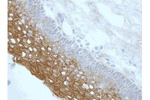 Staining of endogenous NLRP3/NALP3 in epithelial layer of human tonsil (frozen section) using NLRP3/NALP3 (human), mAb (Nalpy3-b) . (NLRP3 anticorps)