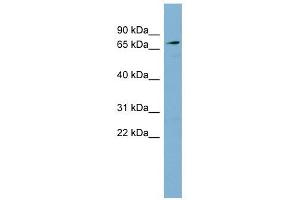 SLC7A2 antibody used at 1 ug/ml to detect target protein.