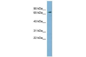 SLC7A2 antibody used at 1 ug/ml to detect target protein. (SLC7A2 anticorps)