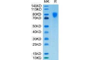 Biotinylated Human PDGF R alpha/PDGFRA on Tris-Bis PAGE under reduced condition.