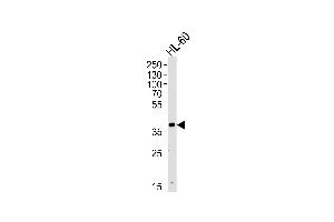 Western blot analysis of lysate from HL-60 cell line, using HPR Antibody (Center) (ABIN655063 and ABIN2844693).