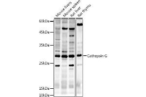 Western blot analysis of extracts of various cell lines, using Cathepsin G antibody (ABIN6127687, ABIN6139229, ABIN6139231 and ABIN6221273) at 1:500 dilution. (Cathepsin G anticorps  (AA 21-255))