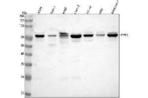 Western blot analysis of RPAP3 using anti-RPAP3 antibody (ABIN7602557).