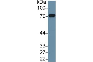 Detection of HSPA8 in Mouse Cerebrum lysate using Polyclonal Antibody to Heat Shock 70 kDa Protein 8 (HSPA8) (Hsc70 anticorps  (AA 534-615))