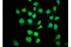 Immunofluorescence staining of Hela cells with ABIN7160224 at 1:200, counter-stained with DAPI.