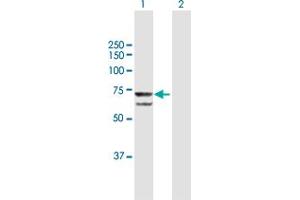 Western Blot analysis of PRPF31 expression in transfected 293T cell line by PRPF31 MaxPab polyclonal antibody. (PRPF31 anticorps  (AA 1-499))