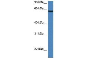 Western Blot showing Lgi2 antibody used at a concentration of 1. (LGI2 anticorps  (Middle Region))