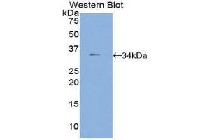 Western Blotting (WB) image for anti-Fucosidase, alpha-L- 1, Tissue (FUCA1) (AA 185-447) antibody (ABIN1858925) (FUCA1 anticorps  (AA 185-447))