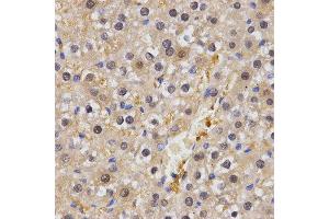 Immunohistochemistry (IHC) image for anti-Heat shock factor protein 2 (HSF2) antibody (ABIN3016593) (HSF2 anticorps)
