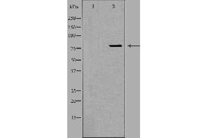 Western blot analysis of extracts from HeLa cells using OGFR antibody. (OGFR anticorps  (Internal Region))