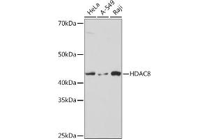 Western blot analysis of extracts of various cell lines, using HD Rabbit mAb (ABIN7267714) at 1:1000 dilution. (HDAC8 anticorps)