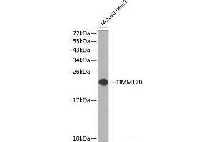 Western blot analysis of extracts of Mouse heart using TIMM17B Polyclonal Antibody at dilution of 1:1000. (TIMM17B anticorps)