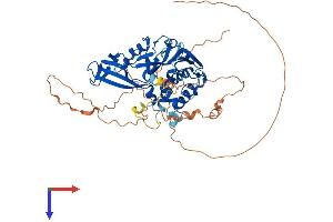 AlphaFold protein structure predicition of Human Recombinant USP17L2 Protein, UniprotID Q6R6M4