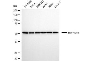 Western blotting analysis using TNFRSF8 antibody (ABIN7800677).