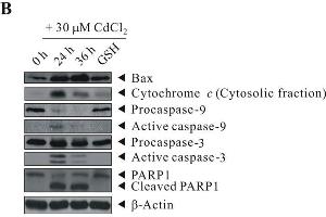 GSH inhibited the activation of Cd-induced p38 MAPK/JNK pathways and proteins involved in apoptosis signalingBEAS-2B cells were sham-exposed or dosed with 30 μM CdCl2 for 6, 12, or 24 h (A) or with 30 μM CdCl2 for 24 or 36 h (B), cells were lysed, and protein extracts were subjected to western blot analyses using antibodies against p-p38 MAPK, p38 MAPK, p-JNK, JNK, p-c-Jun, c-Jun, Bax, Cytochrome c, Caspase-9, Caspase-3, and PARP1.