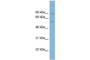 WB Suggested Anti-PLG Antibody Titration:  0.