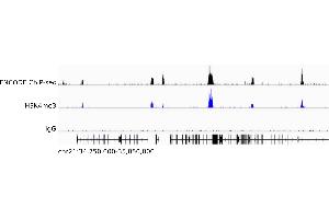 CUT&Tag data produced from human K562 cells using ABIN101961 as a secondary antibody in conjunction with an H3K4me3 antibody (middle) or without a primary antibody as negative control (bottom) in comparison to an ENCODE ChIP-seq data set (top). (Cobaye anti-Lapin IgG (Heavy & Light Chain) Anticorps - Preadsorbed)