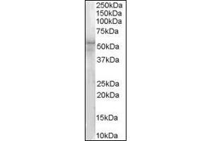 (1µg/ml) Staining of Hela lysate (35µg protein in RIPA buffer). (IRAK4 anticorps  (N-Term))
