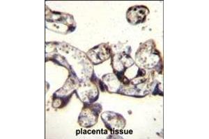 FKBP7 Antibody (C-term) (ABIN656813 and ABIN2846027) immunohistochemistry analysis in formalin fixed and paraffin embedded human placenta tissue followed by peroxidase conjugation of the secondary antibody and DAB staining.