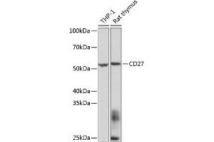 Western blot analysis of extracts of various cell lines, using CD27 Rabbit mAb (ABIN7266175) at 1:1000 dilution. (CD27 anticorps)
