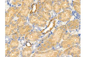 ABIN6258713 and ABIN6274724 at 1/100 staining Rat kidney tissue by IHC-P.