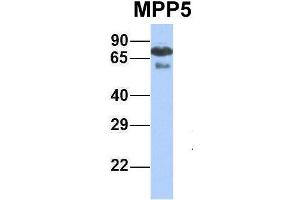 Host:  Rabbit  Target Name:  MPP5  Sample Type:  Human Fetal Lung  Antibody Dilution:  1. (MPP5 anticorps  (N-Term))