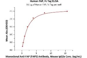 Immobilized Human FAP, Fc Tag (ABIN6973051) at 1 μg/mL (100 μL/well) can bind Monoclonal Anti-FAP (FAP5) Antibody, Mouse IgG2a with a linear range of 0. (FAP Protein (AA 26-760) (Fc Tag))