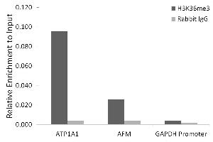 Chromatin immunoprecipitation analysis of extracts of HeLa cells, using TriMethyl-Histone H3-K36 antibody (ABIN7267699) and rabbit IgG.