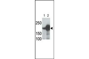 LRP5 Antibody (C-term) (ABIN390099 and ABIN2837931) is used in Western blot to detect recombinant human LRP5 (Lane 1) and mouse LRP5 (Lane 2) proteins in transfected 293 cell lysates. (LRP5 anticorps  (C-Term))