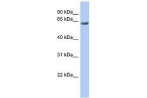 Image no. 1 for anti-TBC1 Domain Family, Member 10B (TBC1D10B) (AA 683-732) antibody (ABIN6742484) (TBC1D10B anticorps  (AA 683-732))