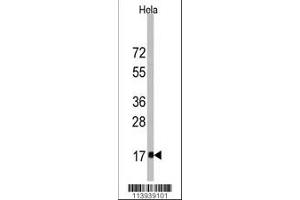 Western blot analysis of anti-IFITM3 Antibody in Hela cell line lysates (35ug/lane). (Fagilis (AA 64-93) anticorps)