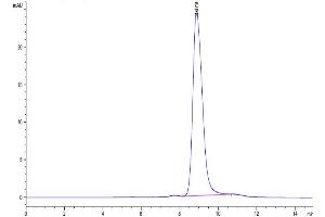 The purity of Biotinylated Cynomolgus BTN3A1/CD277 is greater than 95 % as determined by SEC-HPLC.