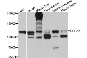 Western blot analysis of extract of various cells, using EPHA8 antibody. (EPH Receptor A8 anticorps)