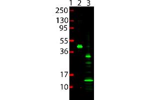 Western Blot showing detection of 6x HIS Epitope Tag. (His Tag anticorps  (DyLight 800))