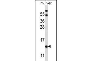 UQCRB Antibody (Center) (ABIN656885 and ABIN2846085) western blot analysis in mouse liver tissue lysates (35 μg/lane). (UQCRB anticorps  (AA 34-61))