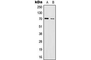 Western blot analysis of IL-17RC expression in HeLa (A), U251MG (B) whole cell lysates.