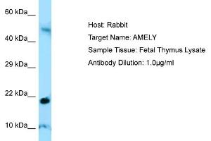 Host: RabbitTarget Name: AMELYAntibody Dilution: 1. (AMELY anticorps  (C-Term))
