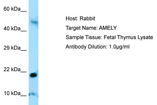 AMELY anticorps  (C-Term)