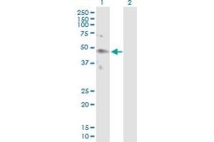Western Blot analysis of KIR2DL4 expression in transfected 293T cell line by KIR2DL4 MaxPab polyclonal antibody. (KIR2DL4/CD158d anticorps  (AA 1-377))