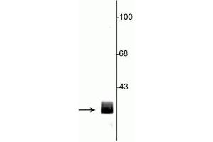 Western blot of rat hippocampal lysate showing specific immunolabeling of the ~29 kDa 14-3-3 protein. (14-3-3 (YWHA) (N-Term) anticorps)