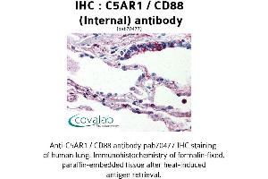 Image no. 1 for anti-Complement Component 5a Receptor 1 (C5AR1) (Internal Region) antibody (ABIN1732499) (C5AR1 anticorps  (Internal Region))