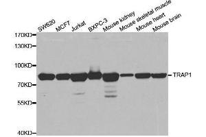 Western blot analysis of extracts of various cell lines, using TRAP1 antibody. (TRAP1 anticorps)