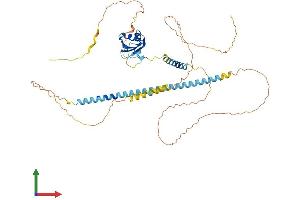 AlphaFold protein structure predicition of Mouse Recombinant Srek1 Protein, UniprotID Q8BZX4
