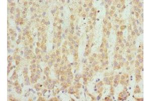 Immunohistochemistry of paraffin-embedded human adrenal gland tissue using ABIN7166101 at dilution of 1:100 (SCO2 anticorps  (AA 1-130))