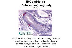 Image no. 1 for anti-G Protein-Coupled Receptor 148 (GPR148) (C-Term) antibody (ABIN1734952) (GPR148 anticorps  (C-Term))