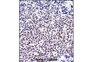 NFATC1 Antibody (C-term) ((ABIN657821 and ABIN2846788))immunohistochemistry analysis in formalin fixed and paraffin embedded human tonsil tissue followed by peroxidase conjugation of the secondary antibody and DAB staining. (NFATC1 anticorps  (C-Term))