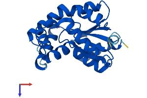 AlphaFold protein structure predicition of Mouse Recombinant Ak1 Protein, UniprotID Q9R0Y5