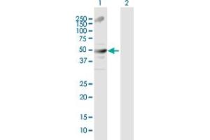 Western Blot analysis of TRIM21 expression in transfected 293T cell line by TRIM21 MaxPab polyclonal antibody. (TRIM21 anticorps  (AA 1-475))